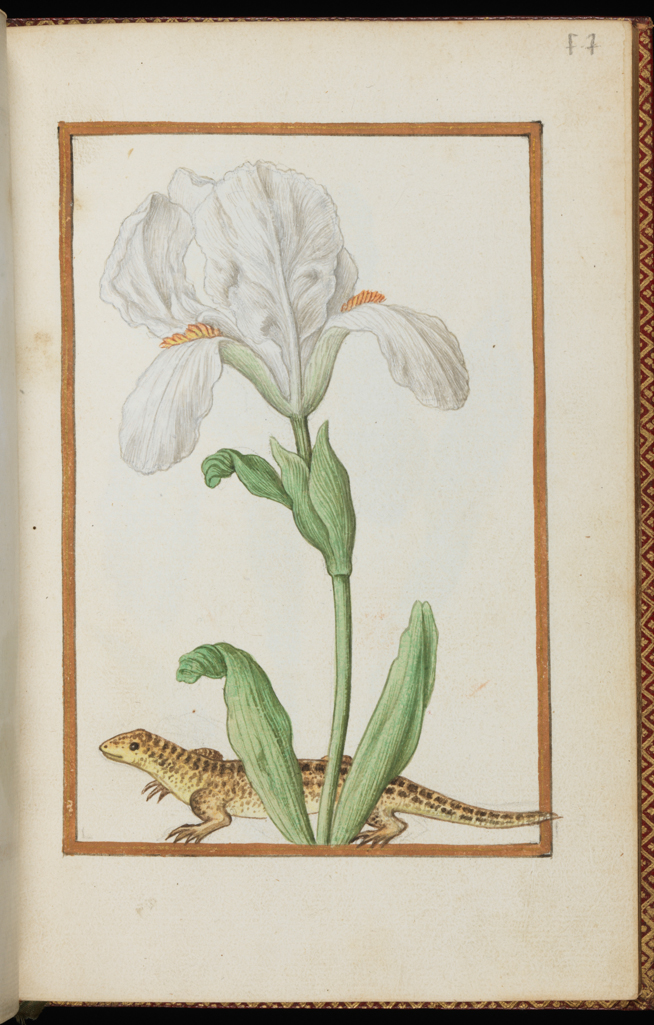 An image of Iris xiphioides[?] White Iris with a salamander. Album containing a dedicatory sonnet and 48 drawings. Pinet, Antoine du (French, op. c. 1584). Each of the drawings is framed by a border of gold paint of varying size according to the depth of the painted area. The drawings on white laid paper, watermarked with a bunch of grapes are bound into an album with a contemporary gold-tooled limp vellum cover bearing the arms, recto and verso of Louise of Lorraine (1553-1601). This, in turn, is bound into an eighteenth century French red morocco gilt binding. The spine is lettered in gold (see 'inscriptions/marks'). Each of the drawings is framed by a border of gold paint of varying size according to the depth of the painted area. Blank ff not detailed elsewhere. Height, sheet size, 204 mm, width, sheet size, 139 mm.