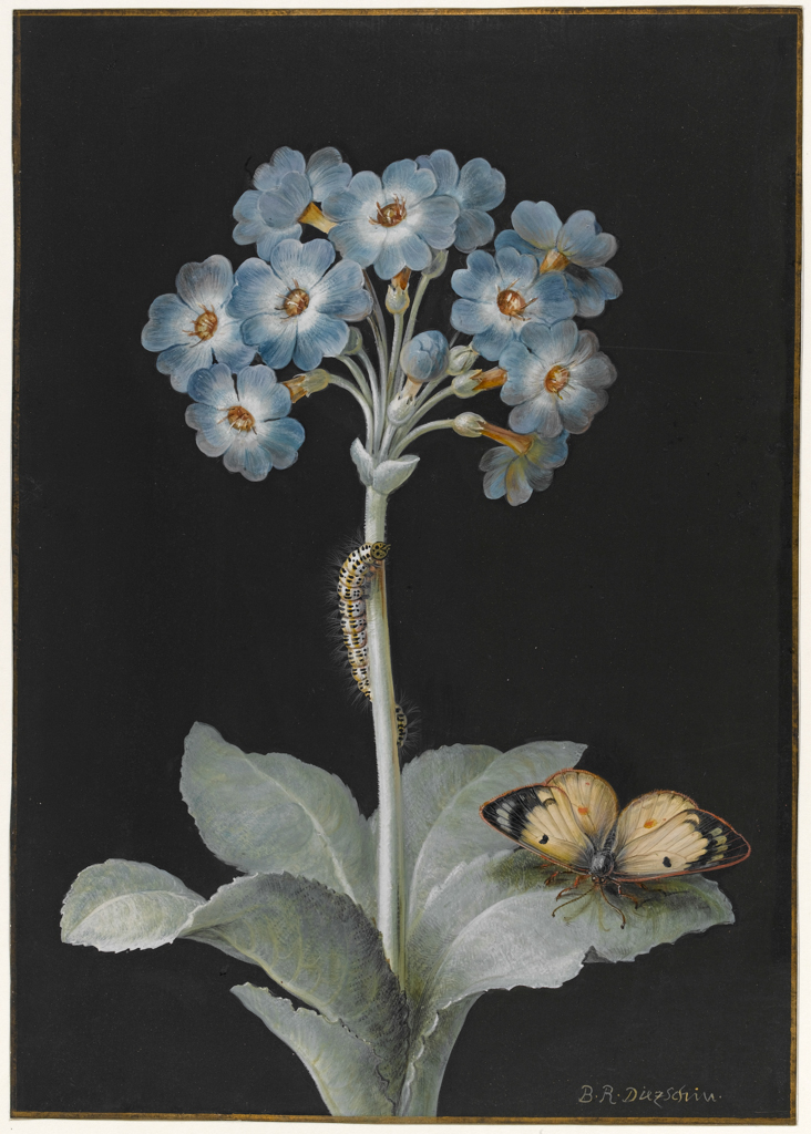An image of Primula auricula (hybrid) with caterpillar and pale clouded yellow butterfly. Dietzsch, Barbara Regina (German, 1706-1783). Bodycolour on prepared black ground on vellum, surrounded by gold border, height 286 mm, width 202 mm.