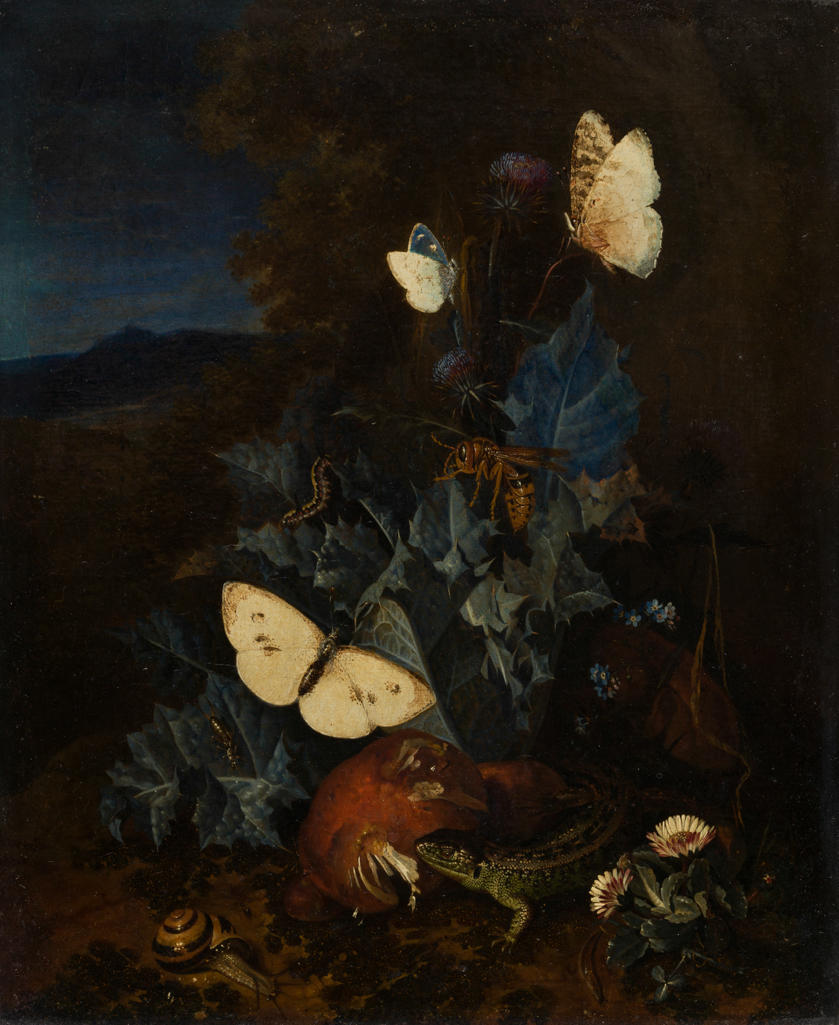 An image of Still-life with a thistle, boletus, snail, lizard, butterflies and a bee in a landscape. Broeck, Elias van den attributed to (Dutch, 1657-1708). Oil on canvas, height 26 cm, width 22 cm. Production Note: Although attributed to Ruysch, and in her manner, this could be by the Irish painter Gustavus Hamilton (1739-1775).