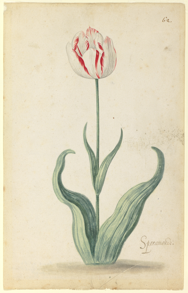 An image of Tulip. Bosschaert, Ambrosius, the younger, attributed to (Dutch, 1609-1645). Watercolour on paper, c. 1640.