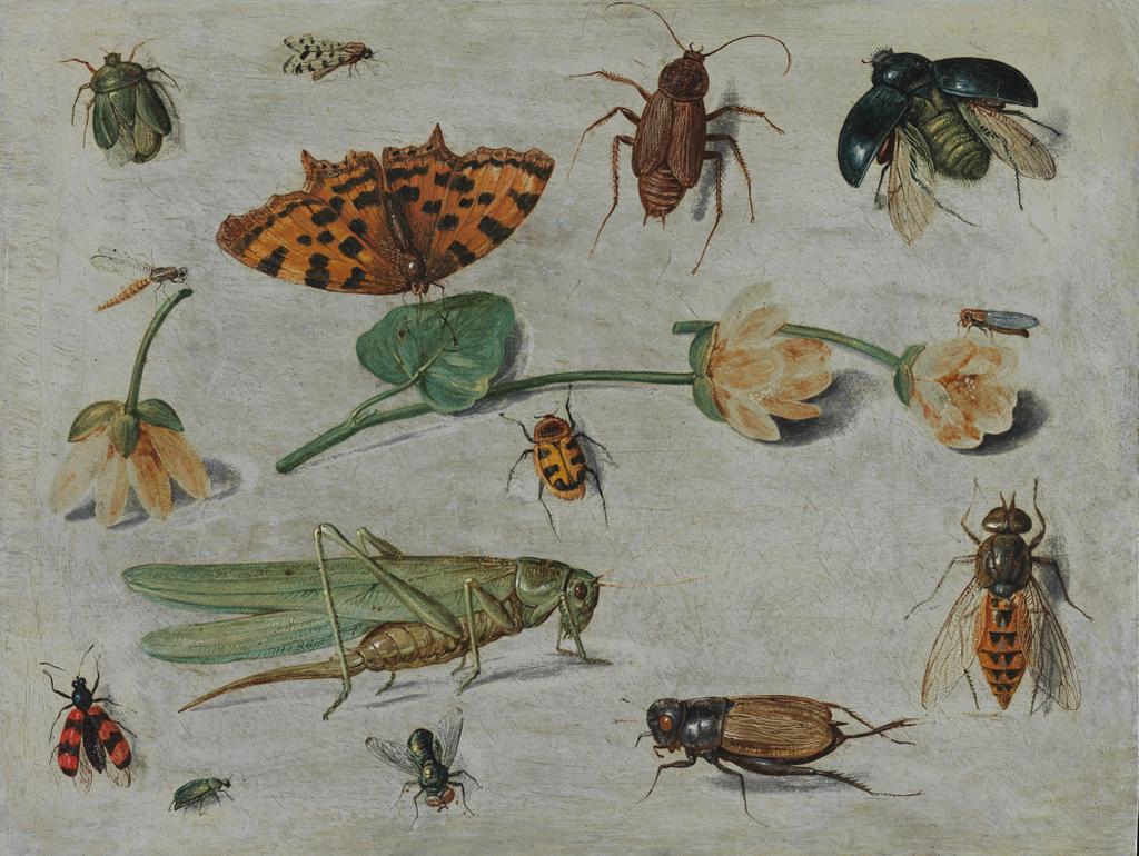 An image of Insects. Kessel, Jan van I (Flemish, 1626-1679). Oil on copper, height 11.7 cm, width 15.2 cm.