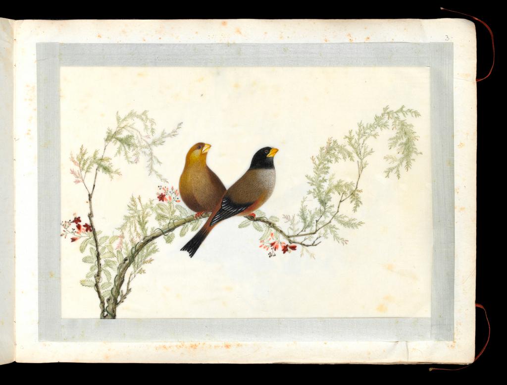 An image of Album. Birds. Black-headed Buntings (Emberiza melanocephala). The male (cock) in profile in the foreground, with the female (hen) behind. Youqua (Chinese, ac.1840-1870). Watercolour, bodycolour and ink with heightening in white on pith paper, laid down with with strips of blue silk-covered paper. Height 250 mm, width 337 mm. Part album containing 12 watercolours on pith paper, 4171. Production Note: Export album made for the Western market.