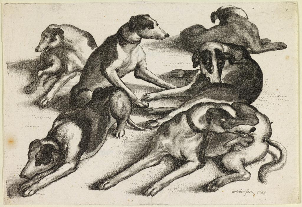 An image of Six resting hounds. Hounds, hunting equipment and game. Hollar, Wenceslaus (Czech, 1607-1677). Etching, 1647. Bohemian. Alternative Number(s): New Hollstein (German); 894. Pennington; 2046. Lugt; 1419. Lugt; 1134. Lugt; 2816a.