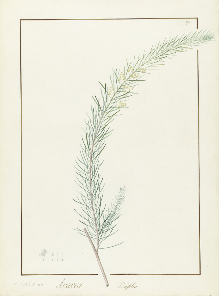 An image of Acacia Linifolia. Redouté, Pierre Joseph (Flemish, 1759-1840). Detail studies in graphite, of enlargements of flower and seed head, numbered. Removed from album and mounted separately. Watercolour and bodycolour over traces of graphite on vellum, margins ruled in red and gold ink, height 468 mm, width 296 mm, 1813.