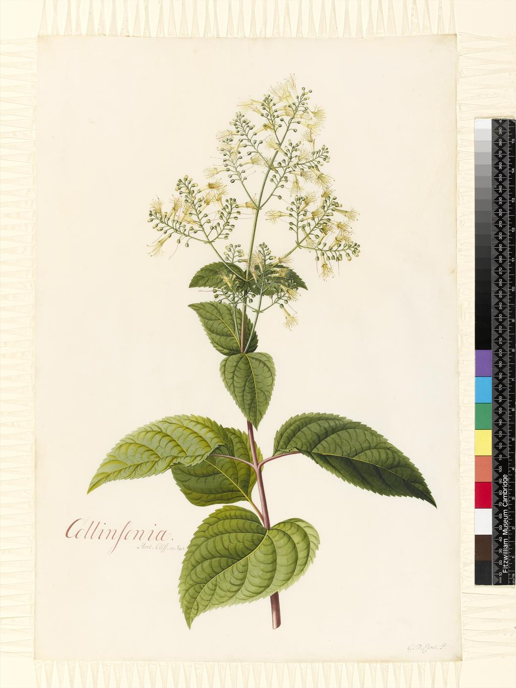 An image of Title/s: Collinsonia. Miller: Collinsonia cordatis oppositis, Collinsonia with heart-shaped leaves 
Maker/s: Ehret, Georg Dionysius (draughtsman) [ULAN info: German artist, 1710-1770]
Description: Study of a flowering stem and separate stem with leaves, lower centre detail studies of enlarged mature capsules, one with portion dissected to show interior with seeds. Removed from album and mounted separately. 
Technique Description: watercolour and bodycolour over traces of graphite on vellum 
Dimensions: height: 539 mm, width: 369 mm
 

 
