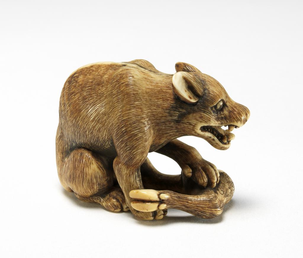 An image of Netsuke. Tomotada. A wolf or dog eating the leg of a deer. Ivory, carved and stained, height 3.5 cm, width 4.5 cm. Edo Period (1603-1868). Japanese.