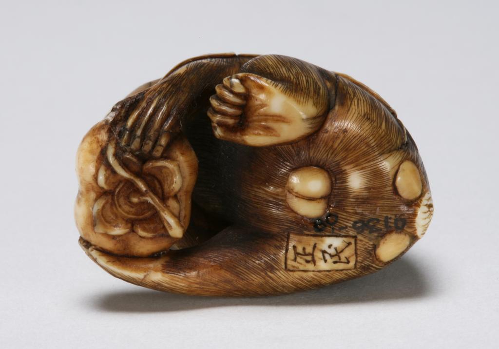 An image of Netsuke. A seated male monkey holding a large persimmon, its eyes are inlaid with glass. Unknown carver, Japan. Ivory, carved, 1870-1900.