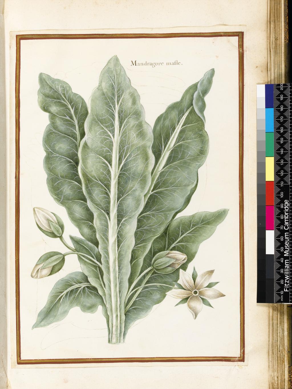 An image of Title/s: Flower study (assigned title)  
Maker/s: Robert, Nicolas attributed to (draughtsman) [ULAN info: French artist, 1614-1685]
Description: Outlines of a larger plant executed with the tip of the brush in wash has been blocked in over this drawing. 
Technique Description: watercolour heightened with white on vellum 
Dimensions: height: 317 mm, width: 222 mm

 

 
