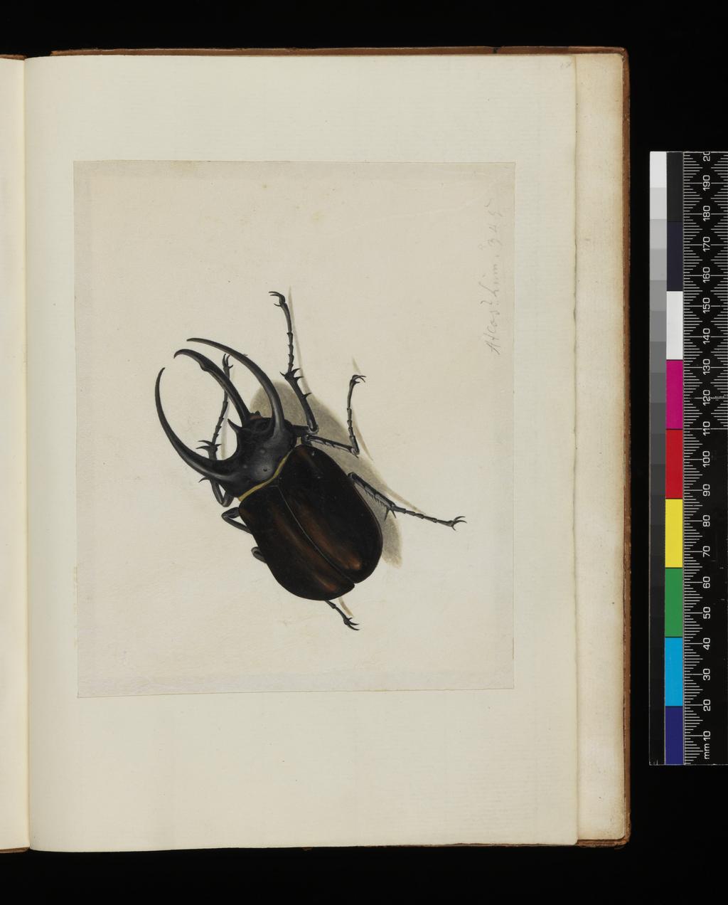 An image of Stag Beetle. Ehret, Georg Dionysius (German, 1708-1770). Watercolour and bodycolour reinforced with gum Arabic on vellum, height 142 mm, width 170 mm. Album: Botanical Drawings.