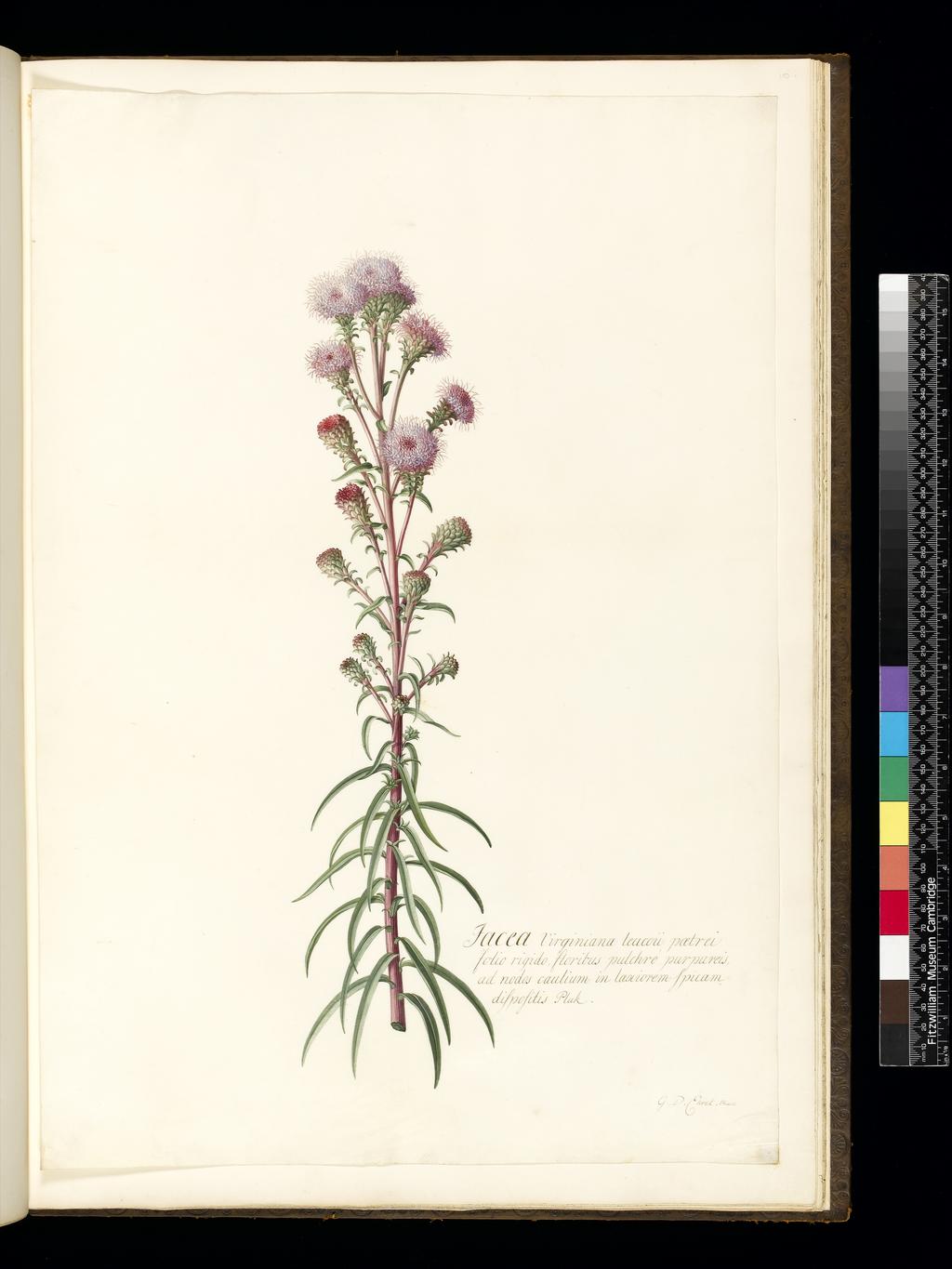 An image of Title/s: Jacea 
Maker/s: Ehret, Georg Dionysius (draughtsman) [ULAN info: German artist, 1710-1770]
Description: Study of terminal portion of purple stem with leaves and raceme inflorescence. 
Technique Description: watercolour and bodycolour highlighted with white over traces of graphite on vellum
Dimensions: height: 536 mm, width: 369 mm
 

 
