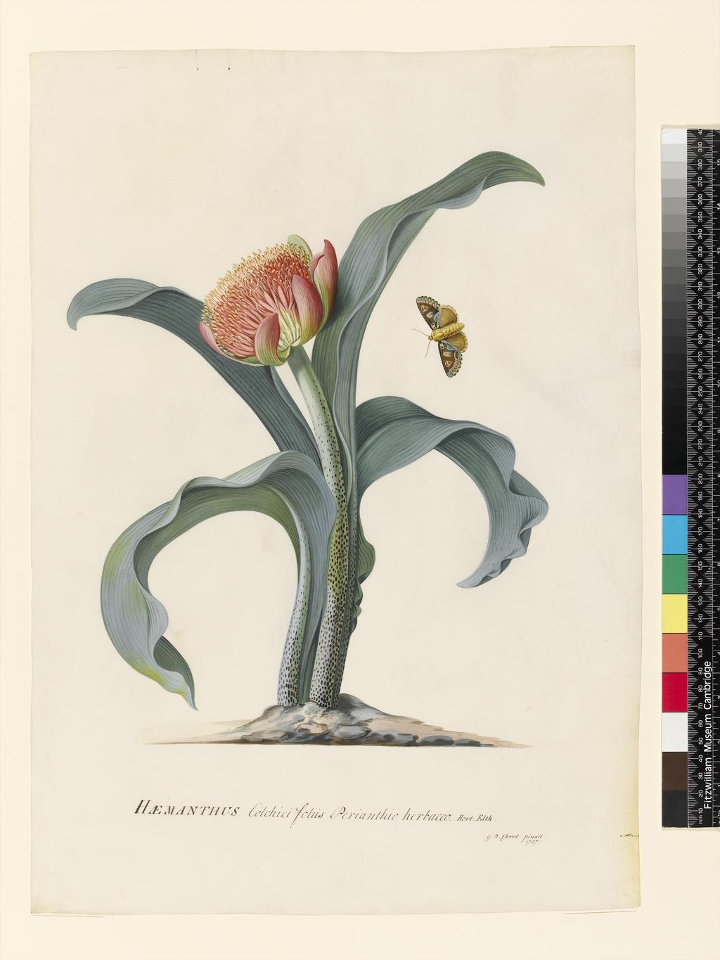An image of Title/s: Haemanthus 
Maker/s: Ehret, Georg Dionysius (draughtsman) [ULAN info: German artist, 1710-1770]
Description: Study of a growing plant showing thick fleshy stem, terminal inflorescence, and leaves. Removed from album and mounted separately.
Technique Description : watercolour and bodycolour over traces of graphite on vellum 
Dimensions: height: 496 mm, width: 349 mm 
Date: 1757
 

 
