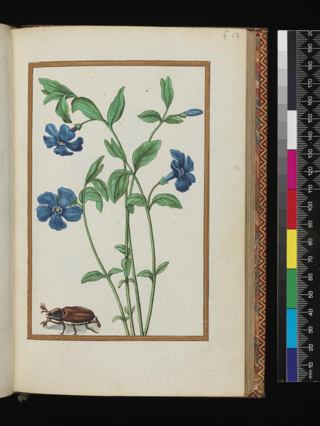 An image of Vinca major. Periwinkle with a beetle. Album containing a dedicatory sonnet and 48 drawings. Pinet, Antoine du (French, op. c. 1584). Each of the drawings is framed by a border of gold paint of varying size according to the depth of the painted area. The drawings on white laid paper, watermarked with a bunch of grapes are bound into an album with a contemporary gold-tooled limp vellum cover bearing the arms, recto and verso of Louise of Lorraine (1553-1601). This, in turn, is bound into an eighteenth century French red morocco gilt binding. The spine is lettered in gold (see 'inscriptions/marks'). Each of the drawings is framed by a border of gold paint of varying size according to the depth of the painted area. Blank ff not detailed elsewhere. Height, sheet size, 204 mm, width, sheet size, 139 mm.