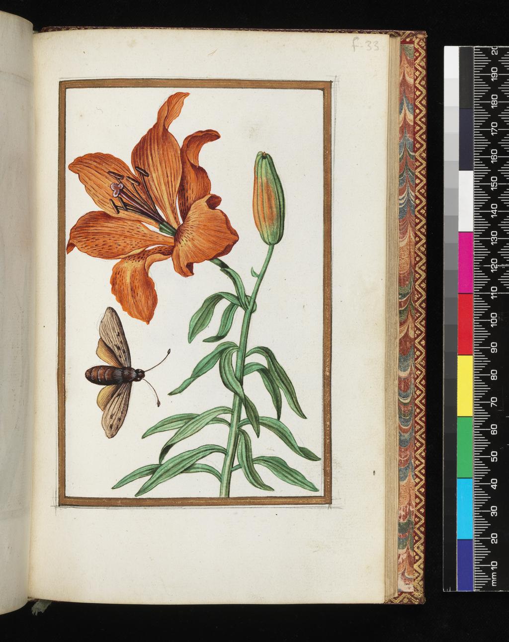 An image of Album. Lilium Bulbiferum Orange Lily with an insect. Pinet, Antoine du (French, op. c. 1584). Drawing, height, sheet size, 204 mm, width, sheet size, 139 mm. Each of the drawings is framed by a border of gold paint of varying size according to the depth of the painted area. The drawings on white laid paper, watermarked with a bunch of grapes are bound into an album with a contemporary gold-tooled limp vellum cover bearing the arms, recto and verso of Louise of Lorraine (1553-1601). This, in turn, is bound into an eighteenth century French red morocco gilt binding. The spine is lettered in gold (see 'inscriptions/marks'.) Each of the drawings is framed by a border of gold paint of varying size according to the depth of the painted area.