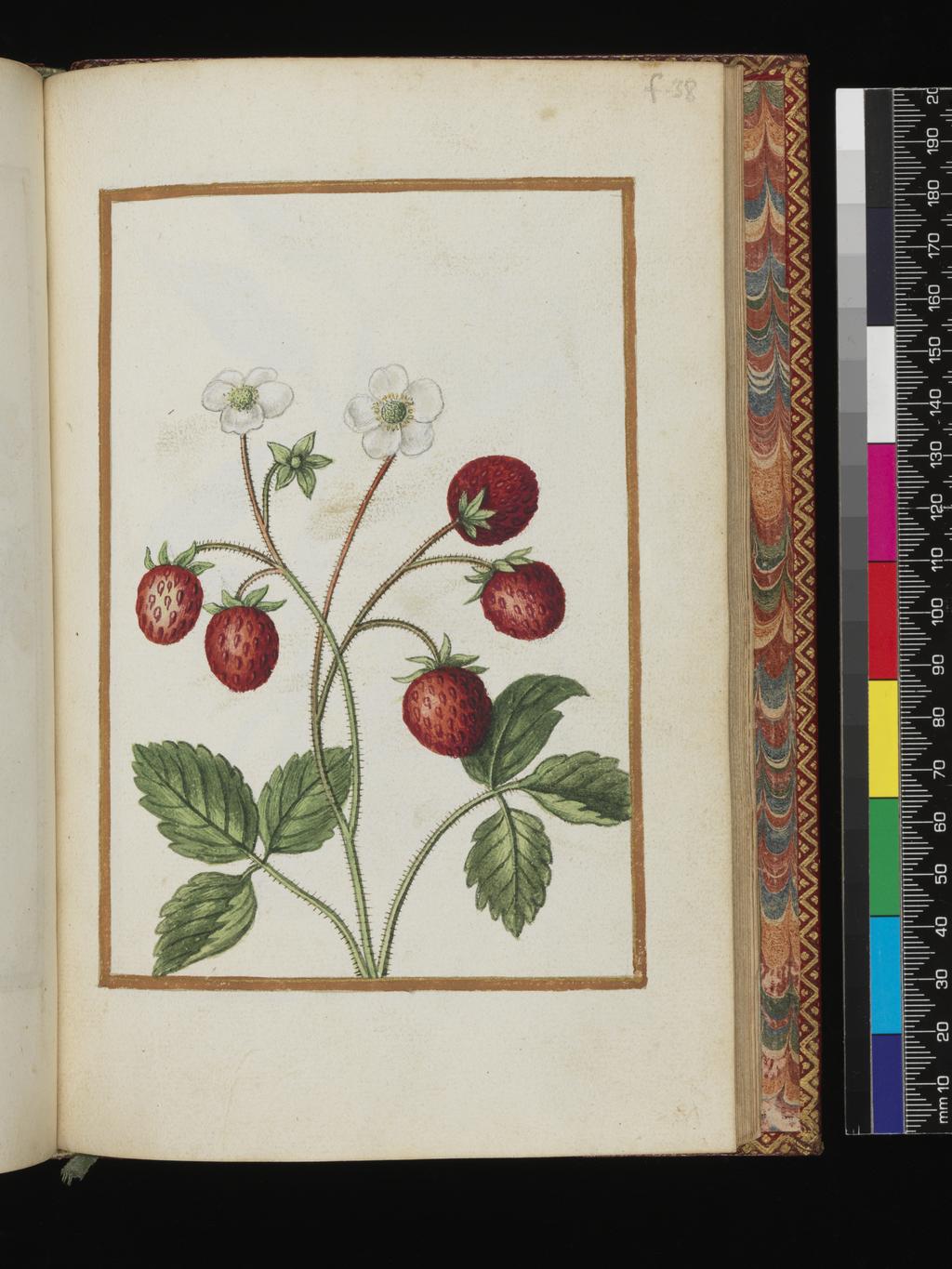 An image of Fragaria vesca L./Strawberry. Album containing a dedicatory sonnet and 48 drawings. Pinet, Antoine du (French, op. c. 1584). Each of the drawings is framed by a border of gold paint of varying size according to the depth of the painted area. The drawings on white laid paper, watermarked with a bunch of grapes are bound into an album with a contemporary gold-tooled limp vellum cover bearing the arms, recto and verso of Louise of Lorraine (1553-1601). This, in turn, is bound into an eighteenth century French red morocco gilt binding. The spine is lettered in gold (see 'inscriptions/marks'). Each of the drawings is framed by a border of gold paint of varying size according to the depth of the painted area. Blank ff not detailed elsewhere. Height, sheet size, 204 mm, width, sheet size, 139 mm.