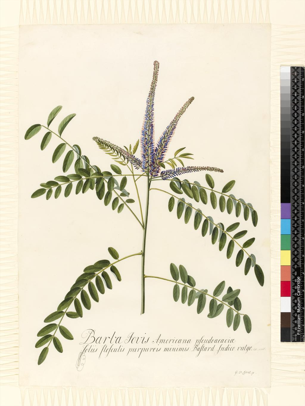 An image of Title/s: Barba Jovis. Jupiters Beard or Silver Bush (By Miller) 
Maker/s: Ehret, Georg Dionysius (draughtsman) [ULAN info: German artist, 1710-1770]
Description: Study of portion of twig with leaves and terminal inflorescence. Removed from album and mounted separately. 
Technique Description: bodycolour on vellum 
Dimensions: height: 530 mm, width: 368 mm

 

 
