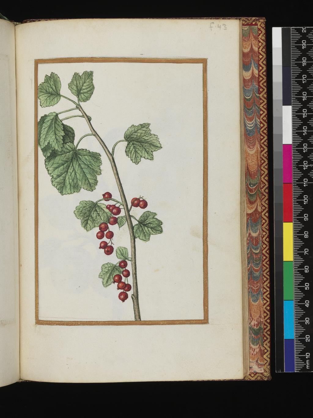 An image of Red currant. Album containing a dedicatory sonnet and 48 drawings. Pinet, Antoine du (French, op. c. 1584). Each of the drawings is framed by a border of gold paint of varying size according to the depth of the painted area. The drawings on white laid paper, watermarked with a bunch of grapes are bound into an album with a contemporary gold-tooled limp vellum cover bearing the arms, recto and verso of Louise of Lorraine (1553-1601). This, in turn, is bound into an eighteenth century French red morocco gilt binding. The spine is lettered in gold (see 'inscriptions/marks'). Each of the drawings is framed by a border of gold paint of varying size according to the depth of the painted area. Blank ff not detailed elsewhere. Height, sheet size, 204 mm, width, sheet size, 139 mm.