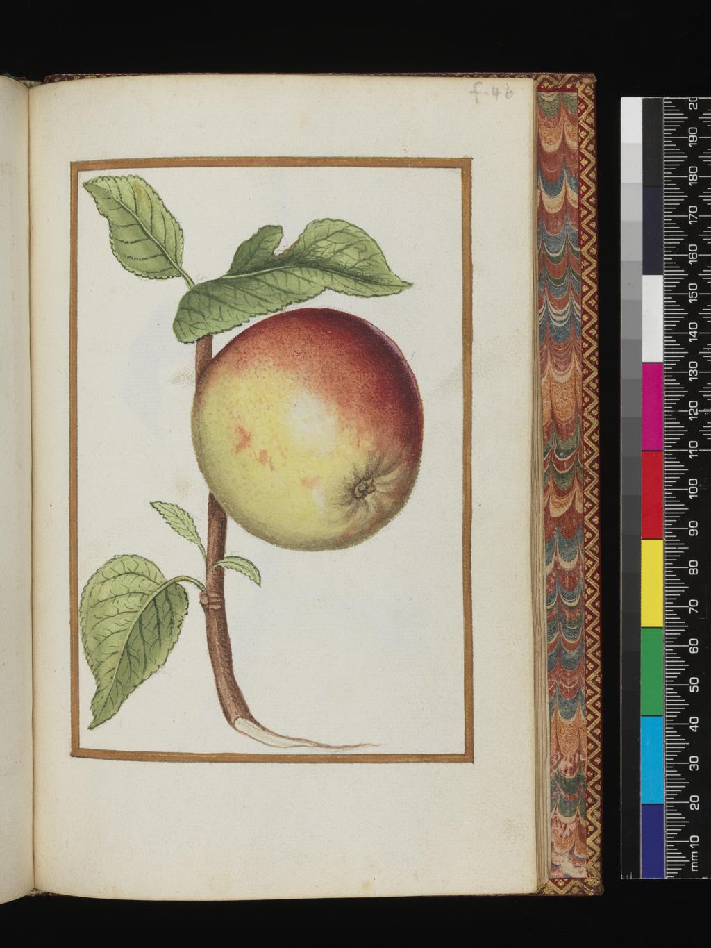 An image of Apple. Album containing a dedicatory sonnet and 48 drawings. Pinet, Antoine du (French, op. c. 1584). Each of the drawings is framed by a border of gold paint of varying size according to the depth of the painted area. The drawings on white laid paper, watermarked with a bunch of grapes are bound into an album with a contemporary gold-tooled limp vellum cover bearing the arms, recto and verso of Louise of Lorraine (1553-1601). This, in turn, is bound into an eighteenth century French red morocco gilt binding. The spine is lettered in gold (see 'inscriptions/marks'). Each of the drawings is framed by a border of gold paint of varying size according to the depth of the painted area. Blank ff not detailed elsewhere. Height, sheet size, 204 mm, width, sheet size, 139 mm.