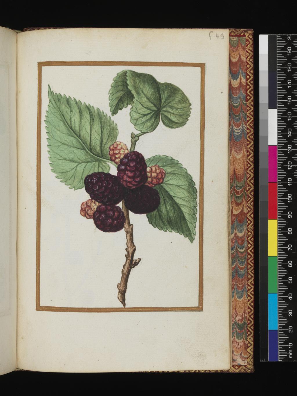 An image of Mulberry. Album containing a dedicatory sonnet and 48 drawings. Pinet, Antoine du (French, op. c. 1584). Each of the drawings is framed by a border of gold paint of varying size according to the depth of the painted area. The drawings on white laid paper, watermarked with a bunch of grapes are bound into an album with a contemporary gold-tooled limp vellum cover bearing the arms, recto and verso of Louise of Lorraine (1553-1601). This, in turn, is bound into an eighteenth century French red morocco gilt binding. The spine is lettered in gold (see 'inscriptions/marks'). Each of the drawings is framed by a border of gold paint of varying size according to the depth of the painted area. Blank ff not detailed elsewhere. Height, sheet size, 204 mm, width, sheet size, 139 mm.