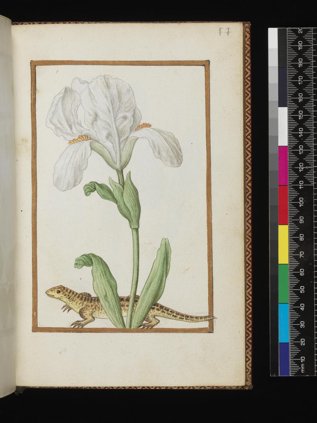 An image of Iris xiphioides[?] White Iris with a salamander. Album containing a dedicatory sonnet and 48 drawings. Pinet, Antoine du (French, op. c. 1584). Each of the drawings is framed by a border of gold paint of varying size according to the depth of the painted area. The drawings on white laid paper, watermarked with a bunch of grapes are bound into an album with a contemporary gold-tooled limp vellum cover bearing the arms, recto and verso of Louise of Lorraine (1553-1601). This, in turn, is bound into an eighteenth century French red morocco gilt binding. The spine is lettered in gold (see 'inscriptions/marks'). Each of the drawings is framed by a border of gold paint of varying size according to the depth of the painted area. Blank ff not detailed elsewhere. Height, sheet size, 204 mm, width, sheet size, 139 mm.