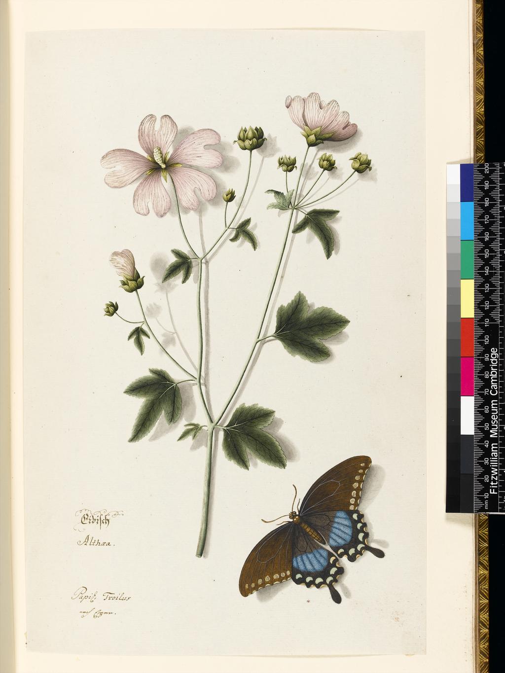 An image of Title/s: Mallow and a Papilio troilus 
Maker/s: Plenck, Joseph Jakob von (draughtsman) [ULAN info: Artist, 1738-1807]
Technique Description: pen and ink with watercolour, gum Arabic and white bodycolour, over graphite on laid paper, attached to album leaf 
Dimensions: height: (support): 364 mm, width: (support): 235 mm

 

 
