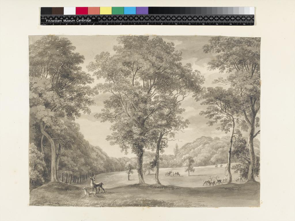 An image of Title/s: Mount Merrion: view of the fir grove from the west side of the north avenue (no pag) Maker/s: Ashford, William (draughtsman) [ULAN info: British artist, 1746-1824]Technique Description: grey wash on paper laid down on hollow mounts and bound with backing sheetsDimensions: height: 320 mm, width: 430 mmDate: 1806  