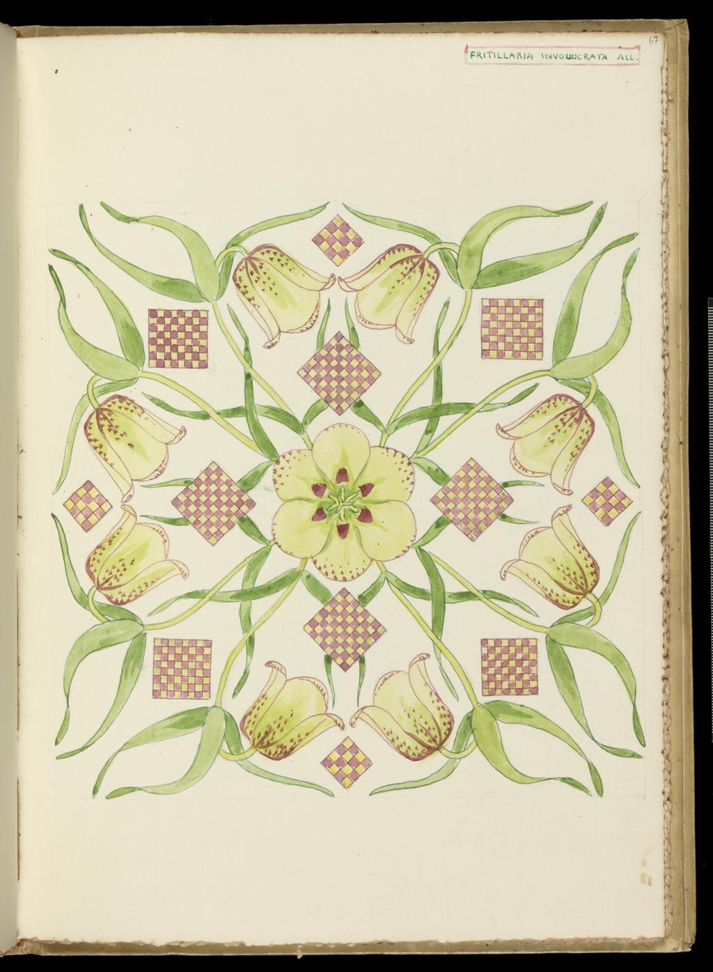 An image of Recto: Fritillaria Involuocrata All. Verso: Blank. Bicknell, Clarence (British, 1842-1918). Watercolour over traces of graphite, surrounded by graphite line on all sides, on paper, height, leaf, 325 mm, width, leaf, 230 mm, 1911. Part of vellum bound sketchbook with brown leather cover details and closure straps. Contains 76 leaves. Front cover has a vertical rectangular box containing an acorn and oak leaf design in red and green inks, with the initials 'M.B.' (Margaret Berry).