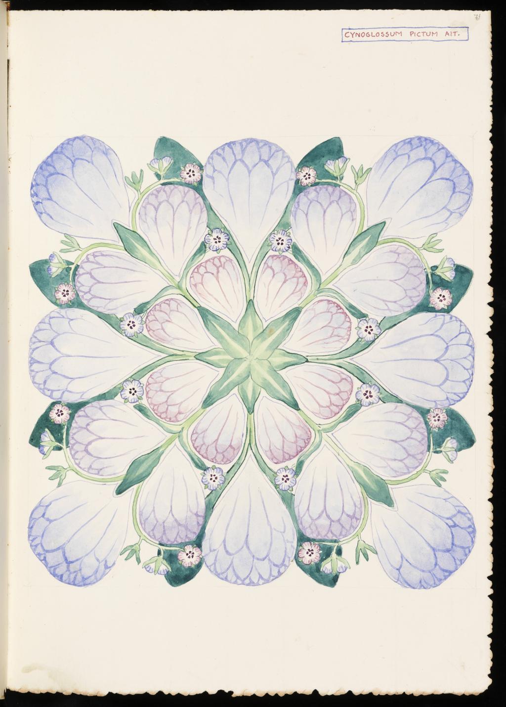 An image of Recto: Cynoglossum Pictum Ait. Verso: Blank. Bicknell, Clarence (British, 1842-1918). Watercolour over traces of graphite, surrounded by graphite line on all sides, on paper, height, leaf, 325 mm, width, leaf, 230 mm, 1911. Part of vellum bound sketchbook with brown leather cover details and closure straps. Contains 76 leaves. Front cover has a vertical rectangular box containing an acorn and oak leaf design in red and green inks, with the initials 'M.B.' (Margaret Berry).