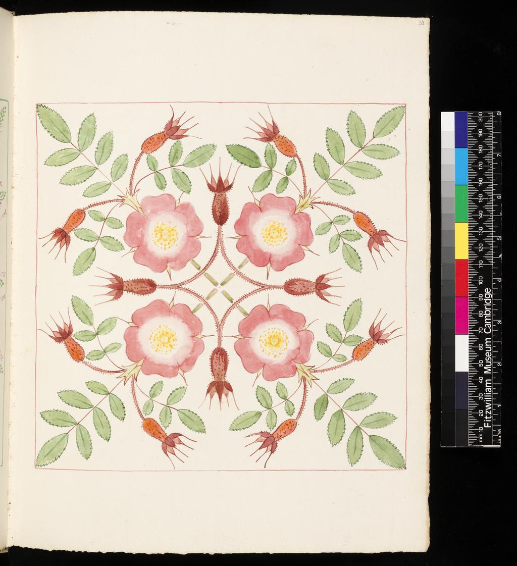 An image of Wild Flowers of Val Fontanalba and neighbourhood. Rosa pendulina. Primula intricata. Bicknell, Clarence (British, 1842-1918). Watercolour over graphite, surrounded on all sides by drawn lines, on paper, height, leaf, 326 mm, width, leaf, 253 mm, 1908. Vellum bound sketchbook containing 64 leaves. The covers decorated with two brown leather bands, with ornamental vellum stitching. There are the remains of cover closure straps, front and back. The recto of each leaf drawn 1908, the verso, 1909.