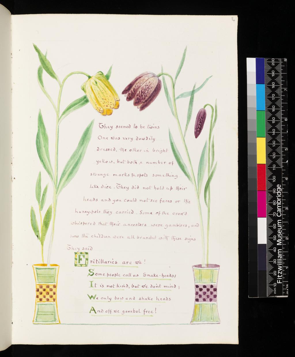 An image of Inscription surrounded by floral border: Fritillaria Moggridgei and F. Burnati. Bicknell, Clarence (British, 1842-1918). Watercolour and graphite on paper, height, leaf, 278 mm, width, leaf, 190 mm, 1914.  From: The Triumph of the Dandelion. Parnessia palustris. Vellum bound sketchbook with white leather closure straps attached to covers. Contains 58 leaves. Front cover bears a roughly square polychrome watercolour design, surrounding the words 'THE DANDELION'. Inside rear cover there is an watercolour and graphite illustration of 'Parnassia palustris L.'