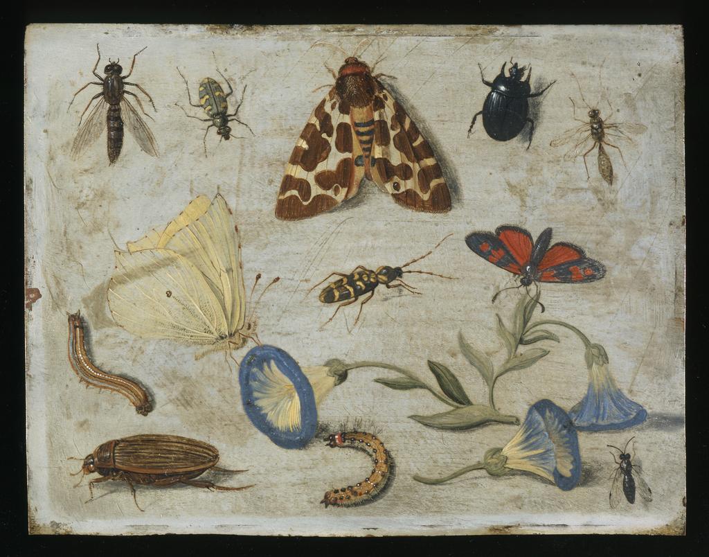 An image of Insects. Kessel, Jan van I (Flemish, 1626-1679). Oil on copper, height 11.8 cm, width 15.1 cm.