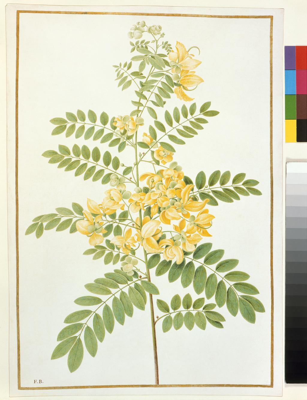An image of Cassia corymbosa (Golden Shower Tree). French School. Watercolour, bodycolour and gum Arabic, surrounded by gold, graphite and red ink border, on white prepared surface, on vellum, height (drawn area) 339 mm, width (drawn area) 226 mm, height (support) 355 mm, width (support) 251 mm. Removed from album and mounted separately.