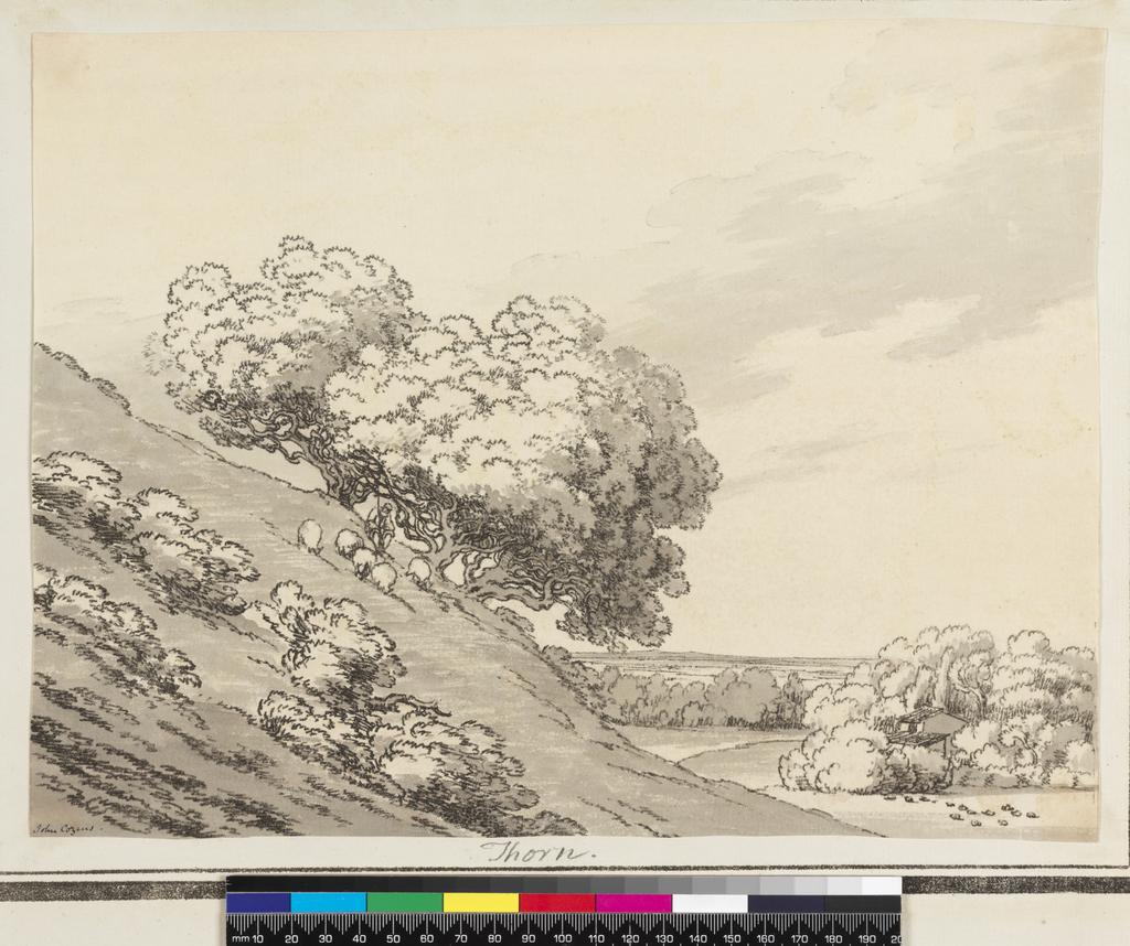 An image of Fourteen etchings of trees. Cozens, John Robert (British, 1752-1797). Fourteen soft-ground etchings, mounted on original backing sheets with etched border-lines, stitched together as per original issue. Soft-ground etching, hand colouring, black carbon ink on paper, 1789.