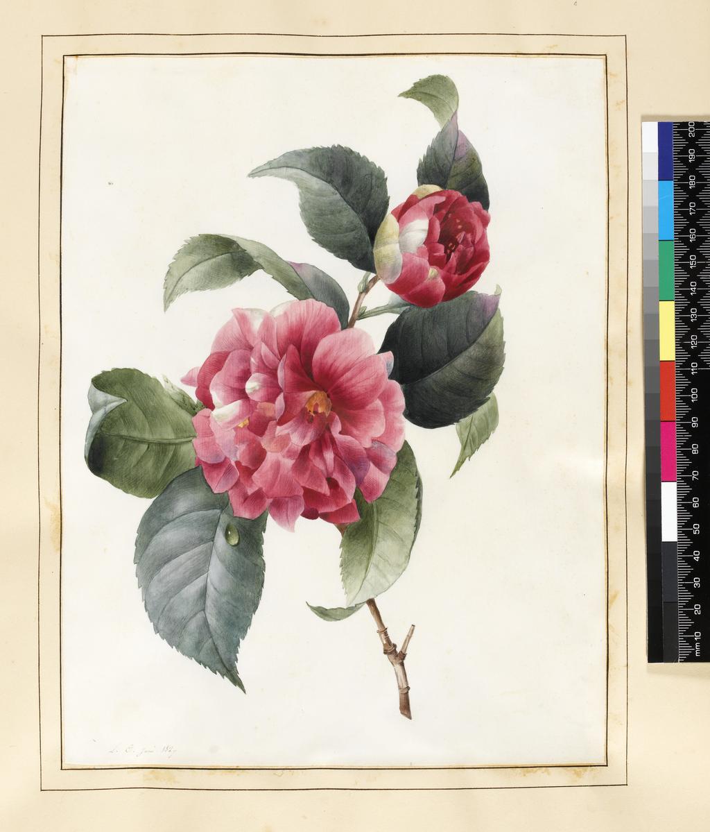 An image of Camellia. Louise d'Orleans (French, 1812-185?). Watercolour with some bodycolour on vellum. Height: 266 mm, width: 205 mm. 1827.