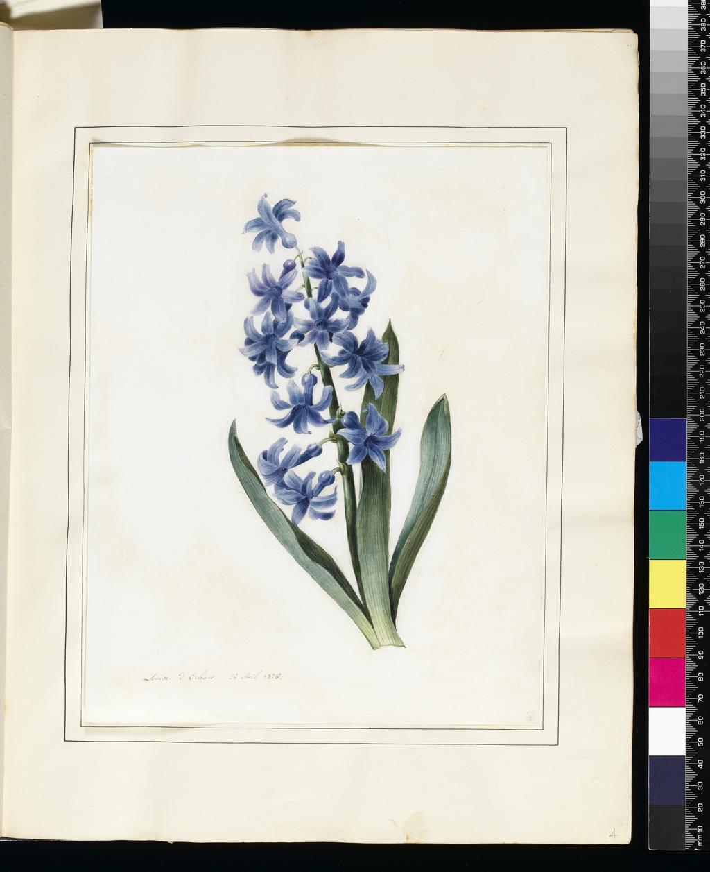 An image of Hyacinth. Louise d'Orleans (French, 1812-185?). Watercolour with some bodycolour on vellum. Height: 265 mm, width: 209 mm. 1826.