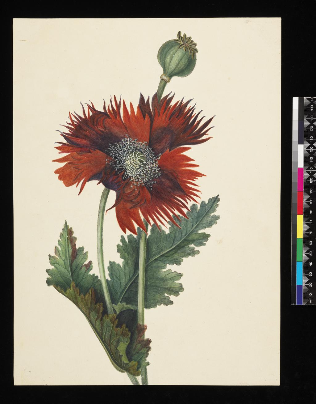 An image of Poppy. Cockerell, The Hon. Lady (British, 19th Century). Watercolour, bodycolour including white with gum Arabic over slight traces of graphite on card, height, support, 355 mm, width, support, 258 mm. Part Of: PD.119-1973, Flower album.
