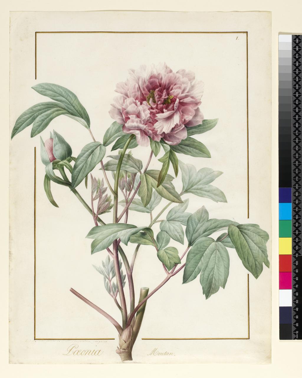 An image of Paeonia Montan. Redouté, Pierre Joseph (Flemish, 1759-1840). Graphite and watercolour on vellum, margins ruled in red and gold ink, height 460 mm, width 344 mm.