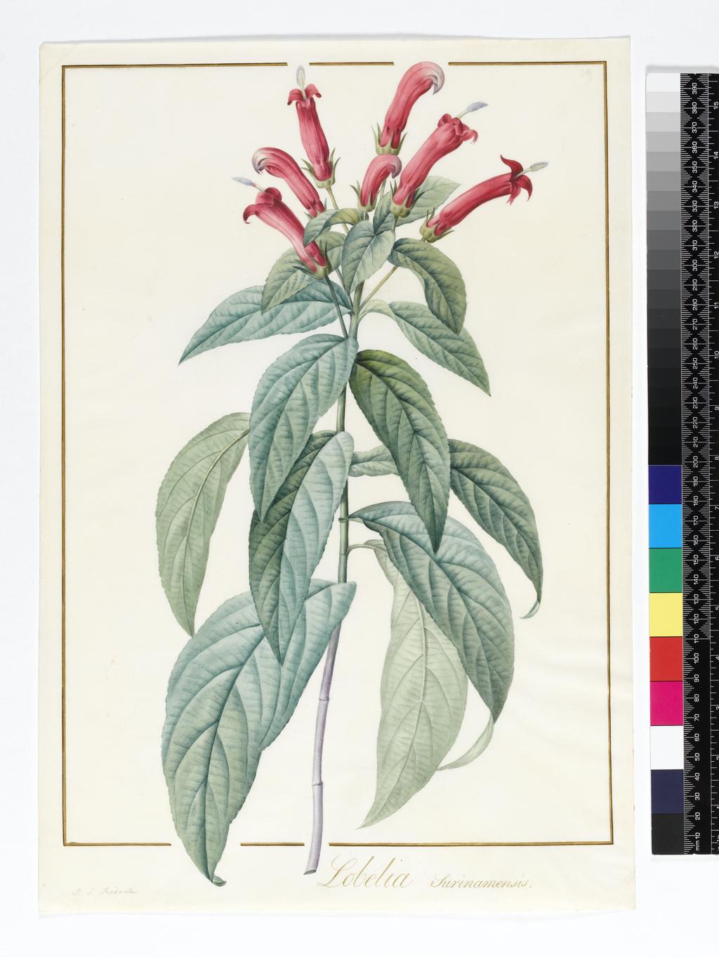 An image of Lobelia Surinamensis. Redouté, Pierre Joseph (Flemish, 1759-1840). Watercolour and bodycolour over graphite on vellum, margins ruled in red and gold ink, height 444 mm, width 306 mm.