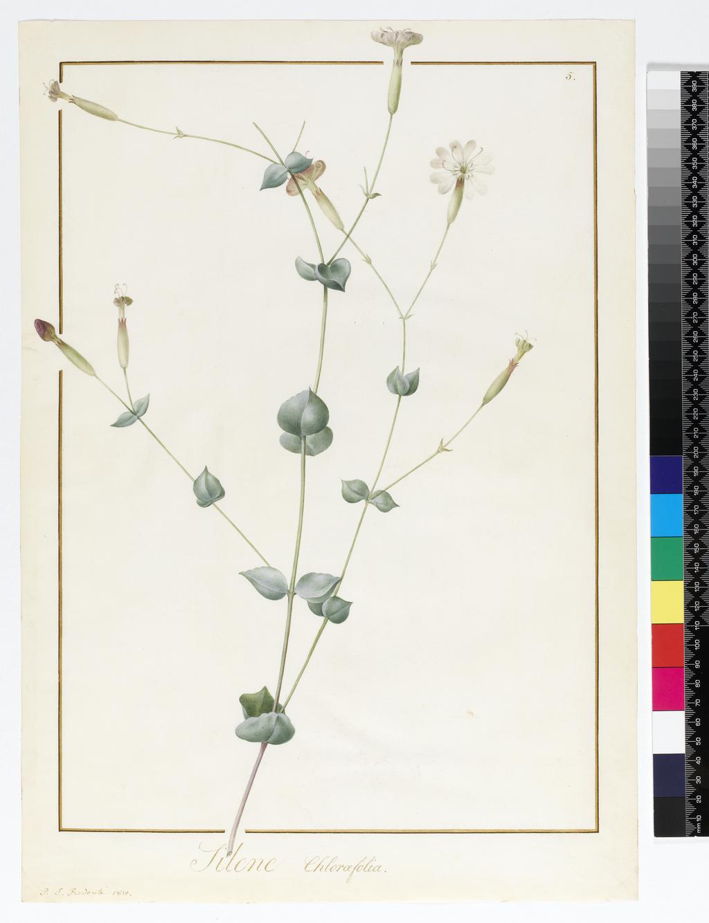 An image of Silene Chloraefolia. Redouté, Pierre Joseph (Flemish, 1759-1840). Watercolour and bodycolour over traces of graphite on vellum, margins ruled in red and gold ink, height 458 mm, width 325 mm, 1810.