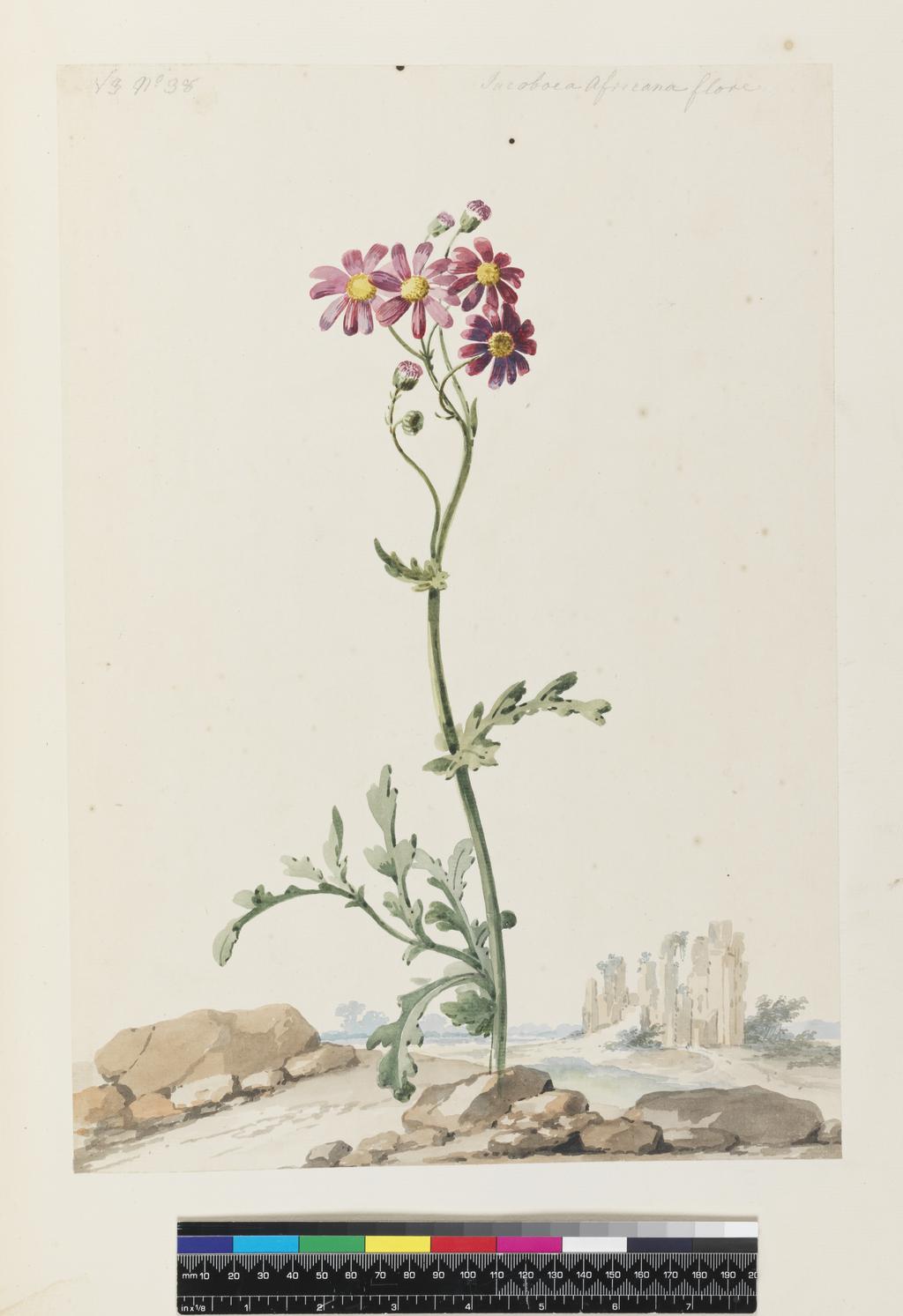 An image of Un-named: Compositae. Schouman, Aert (Dutch, 1710-1792). A growing plant with simple erect stem and terminal flower head and lobed leaves in rocky landscape with ruined castle. Watercolour on laid paper, height 378 mm, width 264 mm.