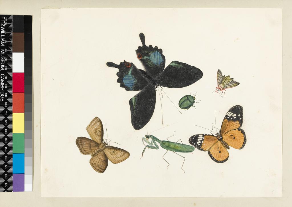 An image of Title/s: Two butterflies, two moths, one grasshopper and a beetle 
Maker/s: Unknown (draughtsman)
School/Style: Chinese 
Technique Description: watercolour and some white over traces of graphite on white paper, tipped in on light grey album page 
Dimensions: height: 212 mm, width: 270 mm

 
 
