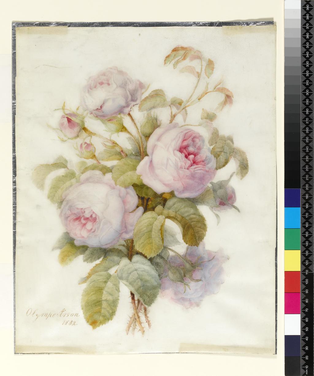 An image of Arson, Olympe. Bunch of Centifolia Roses. Watercolour over graphite outline on vellum. 1832.