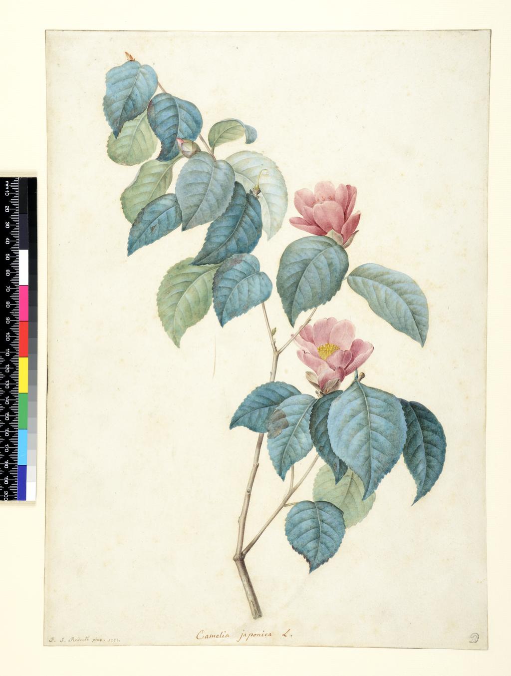 An image of Camellia Japonica. Redouté, Pierre Joseph (Flemish, 1759-1840). Watercolour and bodycolour over graphite on paper, 1793.