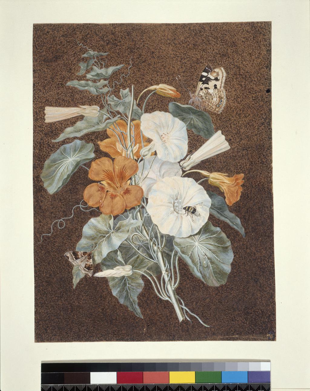 An image of Spray of nasturtium and white convolvulus, with butterflies. Johnson, Isaac (British, 1754-1835). Watercolour and bodycolour on paper, height 277 mm, width 208 mm. Related Object: PD.705-1973 - Spray of pink rose with butterflies.