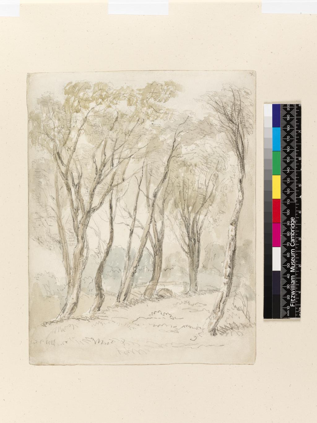 An image of A study of trees. Cox, David, the elder (British, 1783-1859). Chalk and watercolour on paper, 19th century. Batchelor Collection.