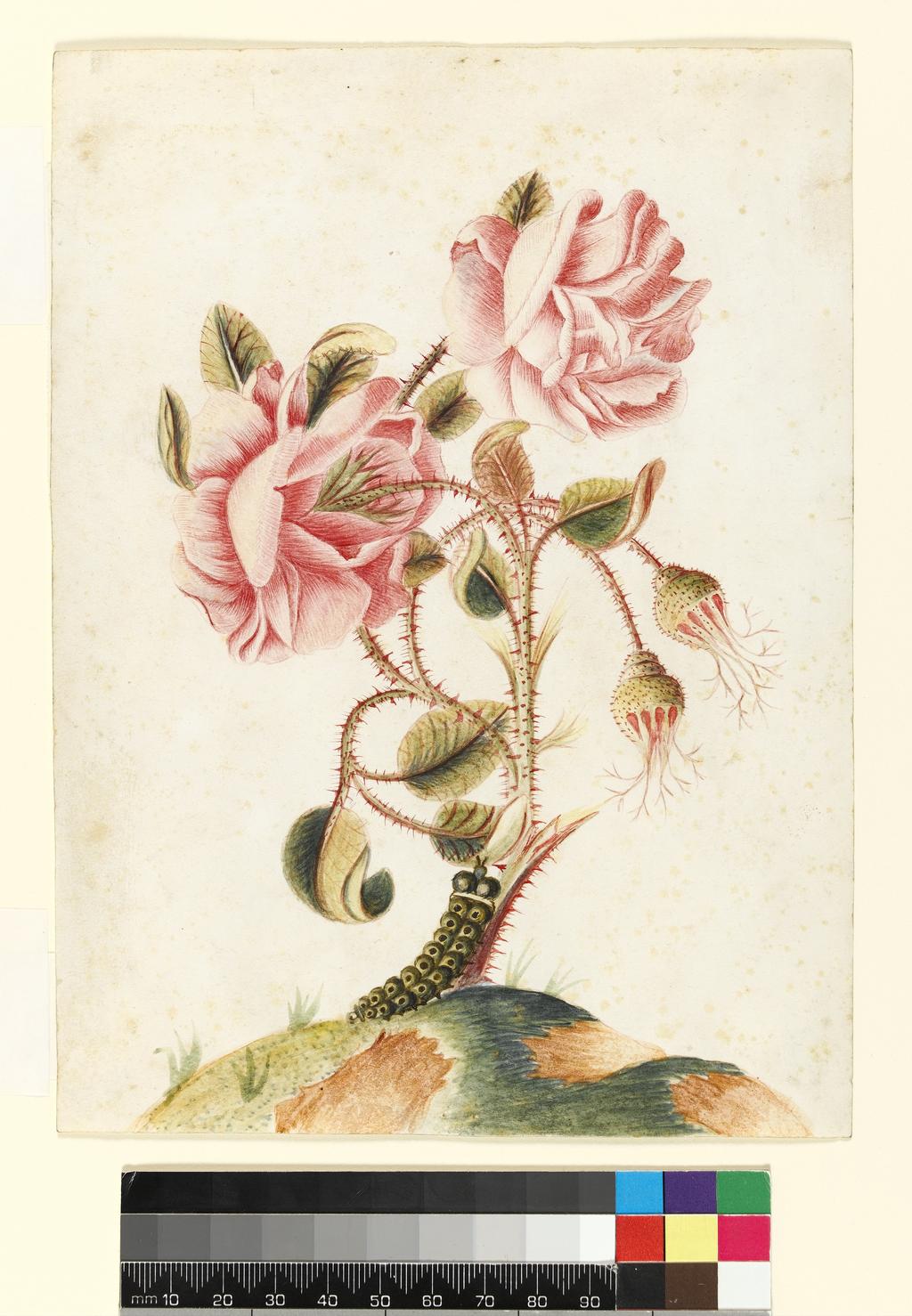 An image of Title/s: Roses in bloom and in bud with a caterpillar crawling up the stem Maker/s: Unknown (draughtsman) School/Style: ItalianTechnique Description: watercolour on vellum Dimensions: height: 207 mm, width: 152 mm Date: circa 1750