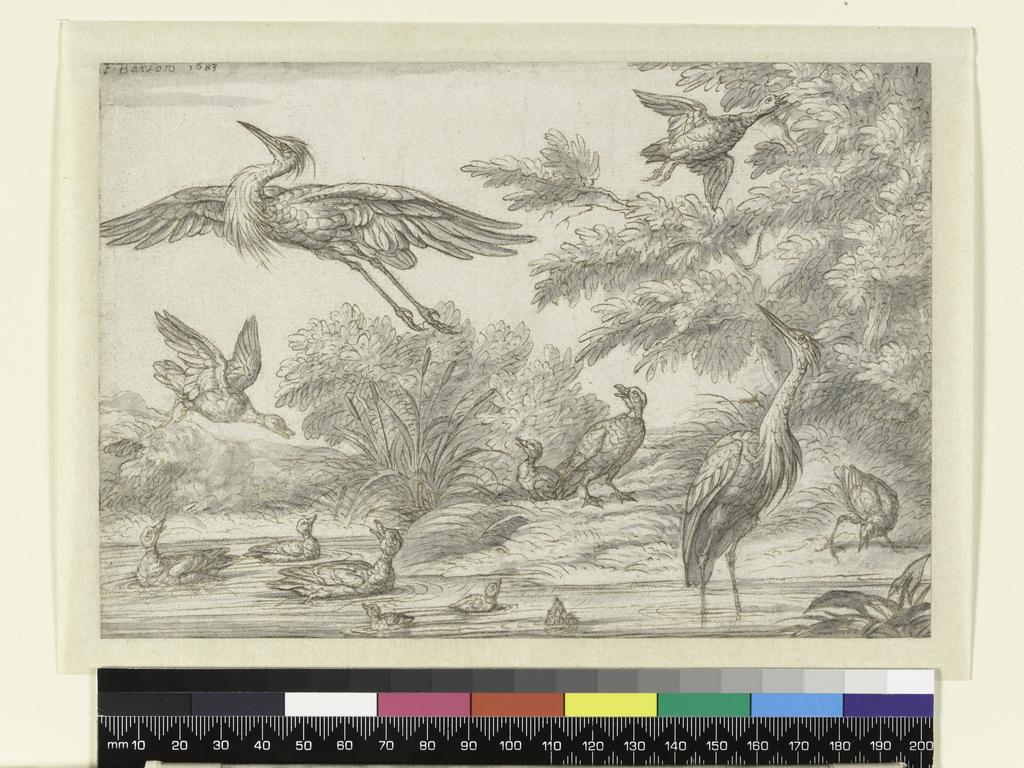 An image of Study of Birds. Barlow, Francis (British, 1626-1702). Pen and brown ink with grey wash on paper, height 139 mm, width 200 mm, 1683.