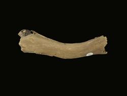 An image of Miscellaneous remains