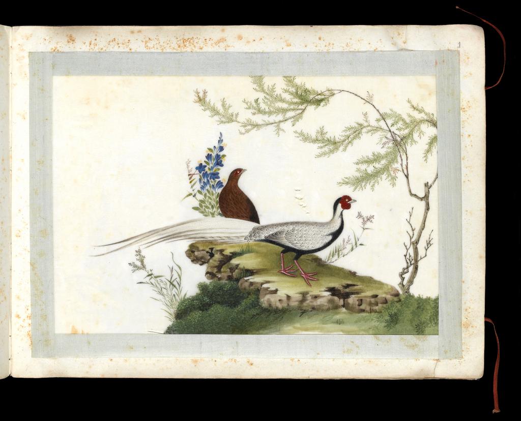 An image of Album. Birds. Silver Pheasants (Lophura nycthemera). The male (cock) in profile in the foreground, with the female (hen) behind. Youqua (Chinese, ac.1840-1870). Watercolour, bodycolour and ink with heightening in white on pith paper, laid down with with strips of blue silk-covered paper. Height 250 mm, width 337 mm. Part album containing 12 watercolours on pith paper, 4171. Production Note: Export album made for the Western market.