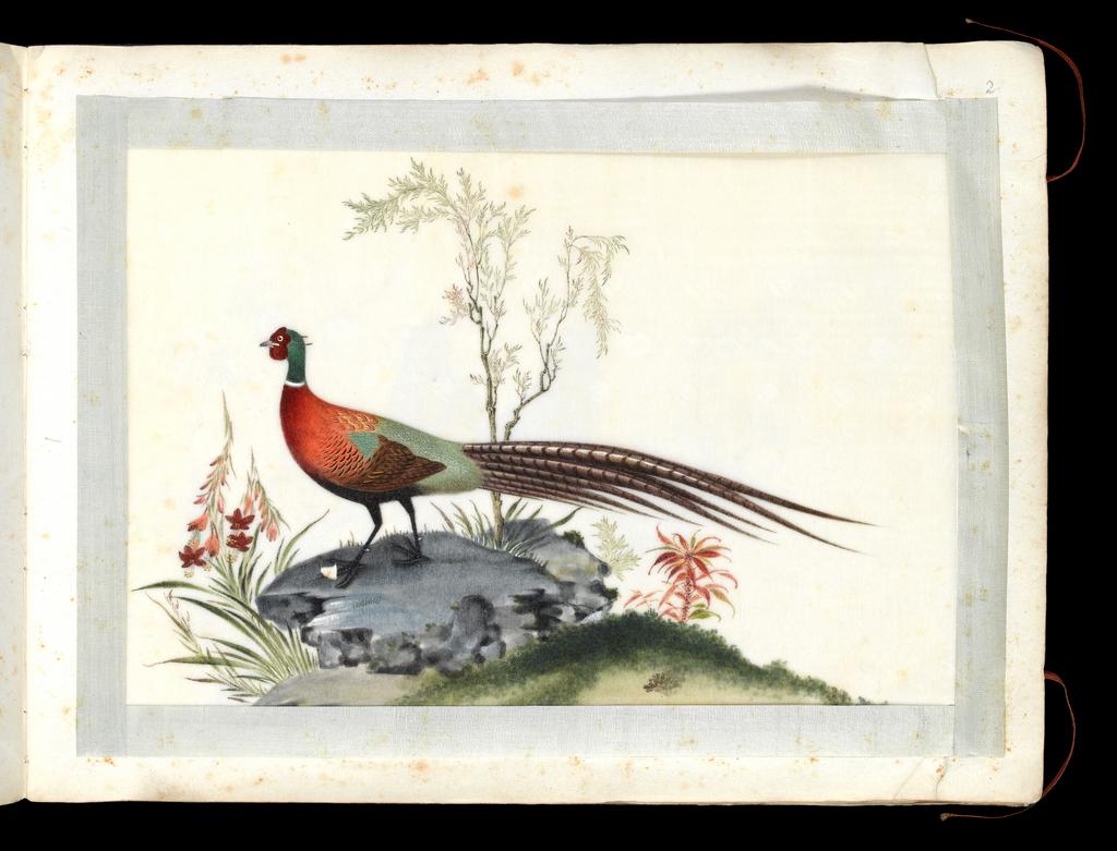 An image of Album. Birds. Chinese Ring-necked Pheasant. The male (cock) in profile. Youqua (Chinese, ac.1840-1870). Watercolour, bodycolour and ink with heightening in white on pith paper, laid down with with strips of blue silk-covered paper. Height 250 mm, width 337 mm. Part album containing 12 watercolours on pith paper, 4171. Production Note: Export album made for the Western market.