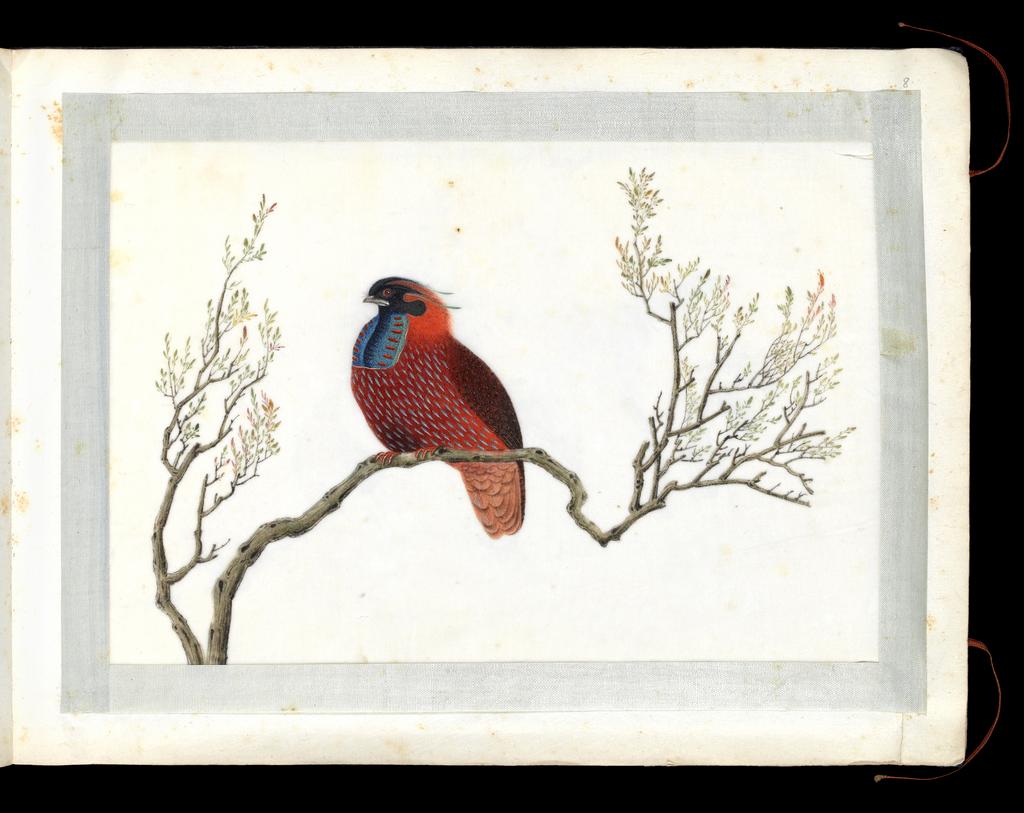 An image of Album. Birds. Temminck's tragopan (Tragopan temminckii). Youqua (Chinese, ac.1840-1870). Watercolour, bodycolour and ink with heightening in white on pith paper, laid down with with strips of blue silk-covered paper. Height 250 mm, width 337 mm. Part album containing 12 watercolours on pith paper, 4171. Production Note: Export album made for the Western market.